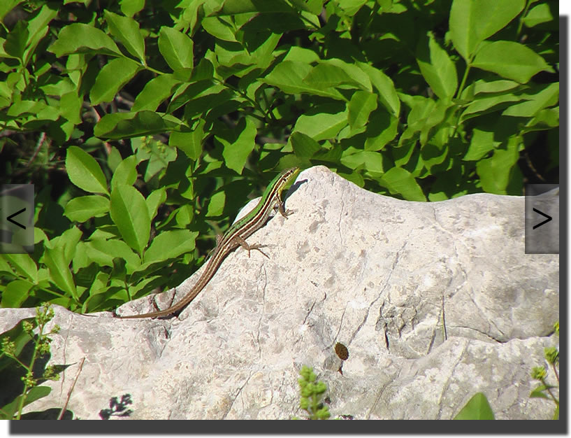 Podarcis melisellensis